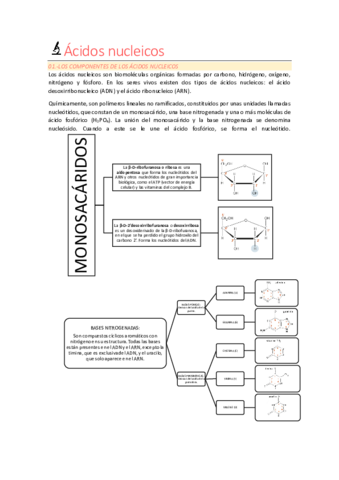 RESUMEN-ACIDOS-NUCLEICOS.pdf