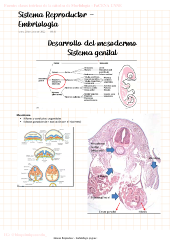 MORFO-Sistema-Reproductor-Embriologia.pdf
