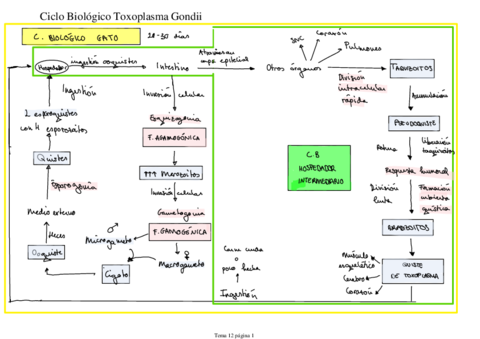 Ciclo-Biologico-Toxoplasma-Gondii.pdf