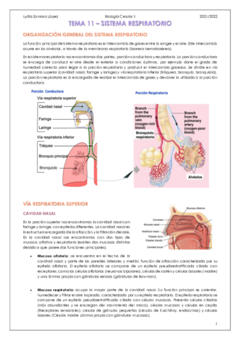 Tema-13-Sistema-respiratorio.pdf