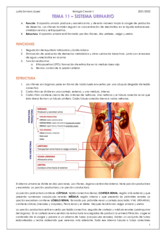 Tema-14-Sistema-urinario.pdf