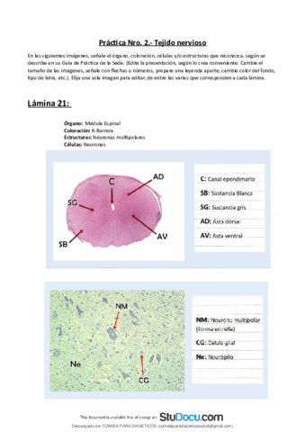 Practica-2-Tejido-nervioso.pdf