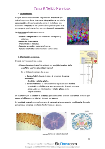 Tejido-Nervioso-Generalidades-Clasificacion-anatomica-y-tipos-celulares.pdf
