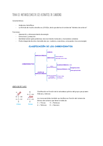 TEMA-18-METABOLISMO-DE-LOS-HIDRATOS-DE-CARBONO.pdf