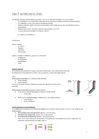 tema-19-metabolismo-de-lipidos-2.pdf