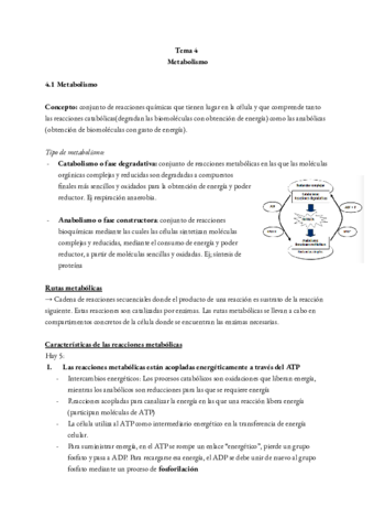 Tema-3-metabolismo.pdf