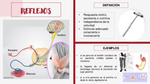 EXPOSICION-DE-REFLEJOS-.pdf