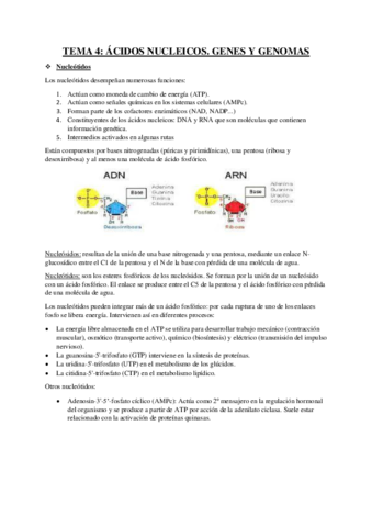 RESUMEN-TEMA-4-BIOQUIMICA.pdf