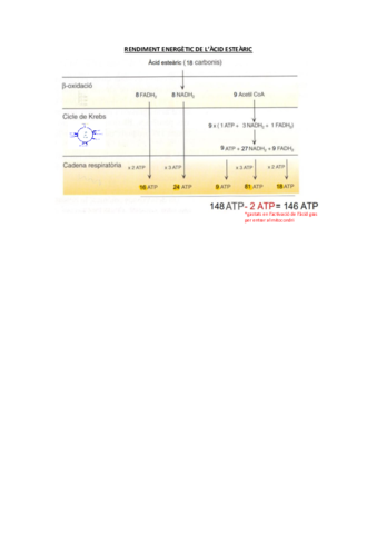 RENDIMENT-ENERGETIC-ACID-GRAS-18C.pdf