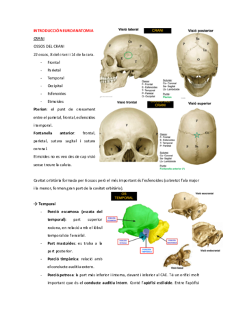 AH-INTRODUCCIO-NEUROANATOMIA.pdf