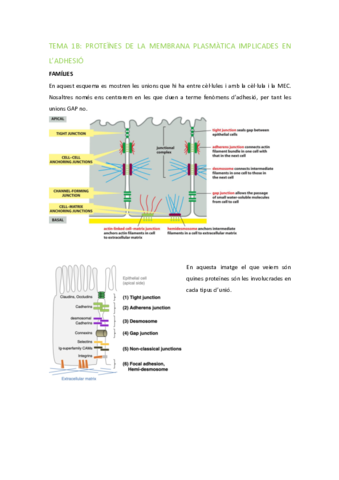 BMC-Tema-1B-Adhesio.pdf