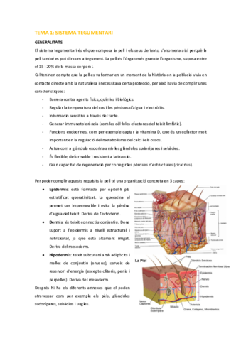 HS-Tema-1-Sistema-tegumentari-.pdf