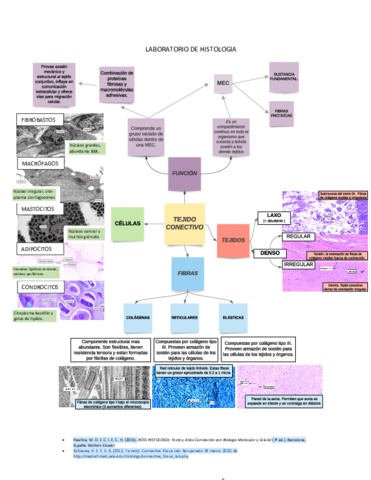 TEJIDO-CONECTIVO.pdf
