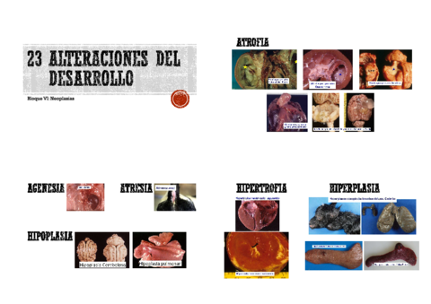 Anatomía patológica general- Imágenes 2 parcial.pdf