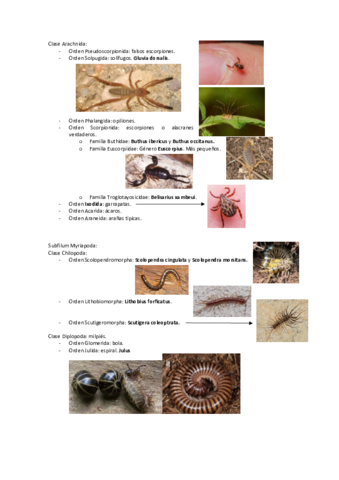 Artropodos-no-insectos.pdf