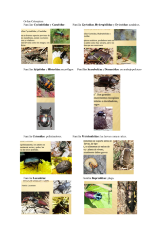 Insectos-2-reconocimiento.pdf