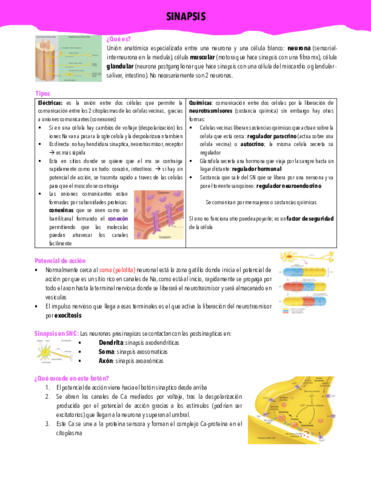 FISIO-COMPLETO-24-31.pdf