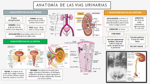 ANATOMIA-DE-LAS-VIAS-URINARIAS.pdf