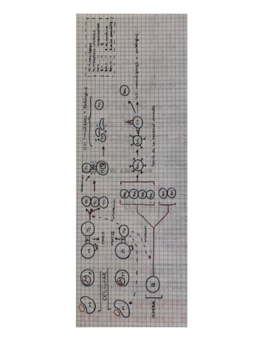 IMMUNITAT-ESPECIFICA.pdf