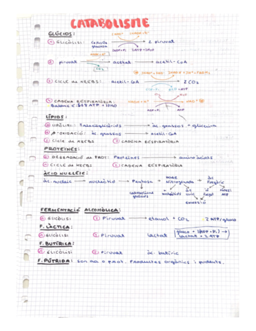 METABOLISME-1.pdf