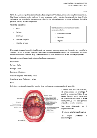 Anatomia-Aparato-Digestivo.pdf