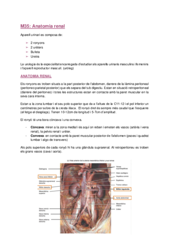 magis-renal.pdf