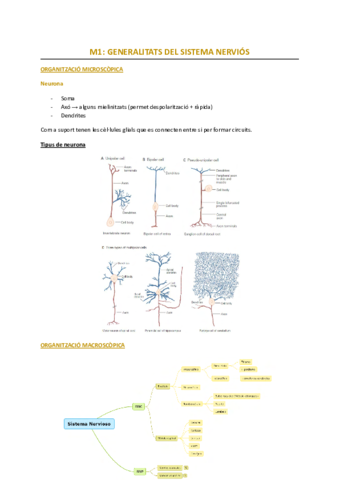 magis-sistema-nervios.pdf