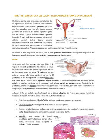 magis-genital.pdf