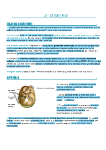 Seminario-Sistema-Endocrino.pdf