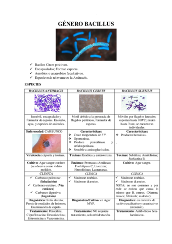 GENERO-BACILLUS.pdf