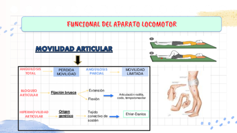 APARATO-FUNCIONAL-MUSCULAR.pdf