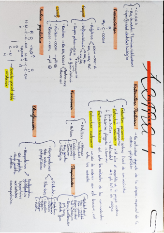 Esquema-T4-Proteinas.pdf
