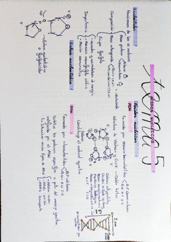 Esquema-T5-Acidos-nucleicos.pdf