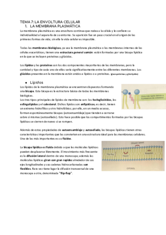 TEMA-7-LA-ENVOLTURA-CELULAR.pdf