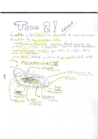 TEMA-2-La-vida-y-su-organizacion.pdf