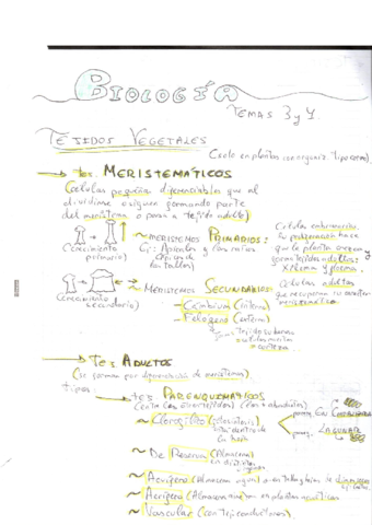 TEMA-3--Los-tejidos.pdf