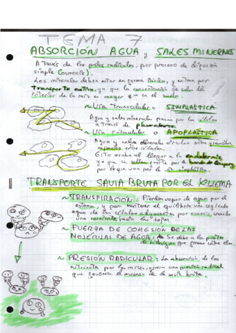 TEMA-7-Las-plantas.pdf