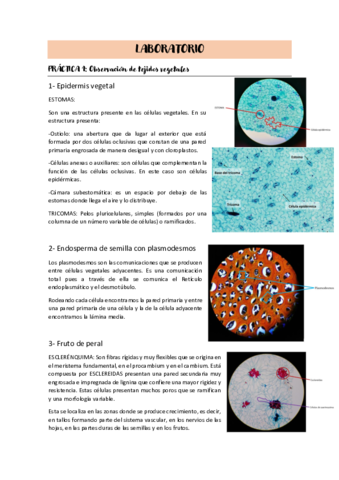 LABORATORIO-BCT.pdf