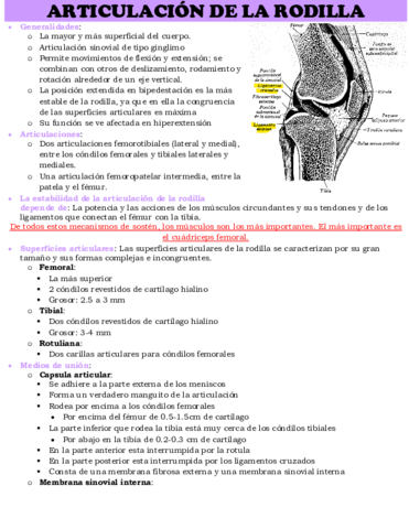 ARTICULACION-DE-LA-RODILLA.pdf