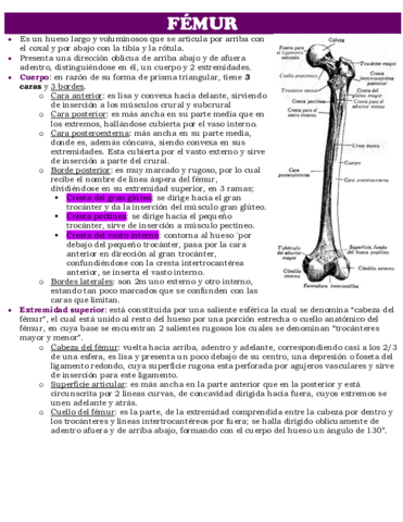 FEMUR.pdf