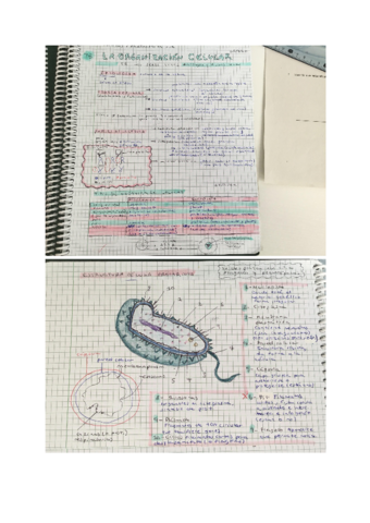 Tema-6-La-organizacion-celular.pdf