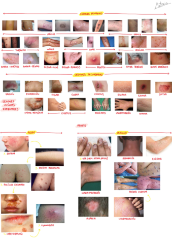 Primer-parcial-Dermatologia-.pdf