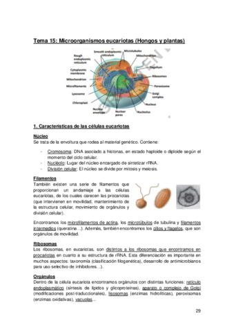 Tema-15-Introduccion-a-los-microorganismos-eucariotas.pdf