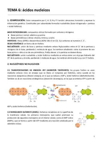 TEMA-6-acidos-nucleicos.pdf