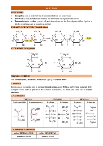 GLUCIDOS.pdf