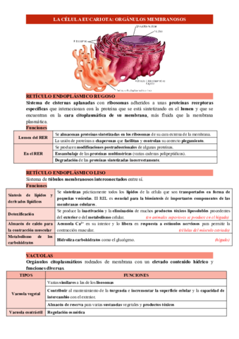 LA-CELULA-EUCARIOTA.pdf