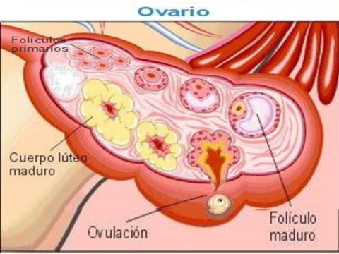 Fisiologia-Femenina.pdf