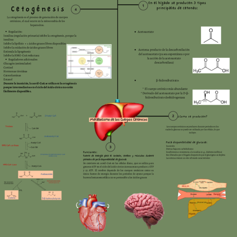 Metabolismo-de-los-Cuerpos-Cetonicos.pdf