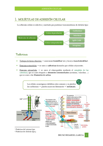 Adhesion-celular.pdf