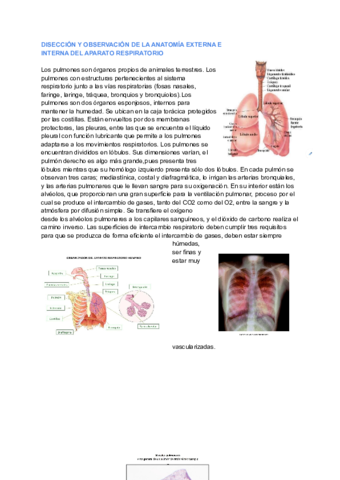 DISECCION-Y-OBSERVACION-DE-LA-ANATOMIA-EXTERNA-E.pdf